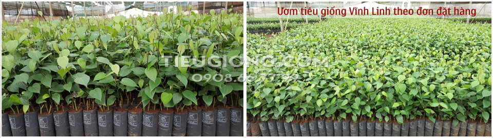 Tiêu giống vĩnh linh - tháng 8-2