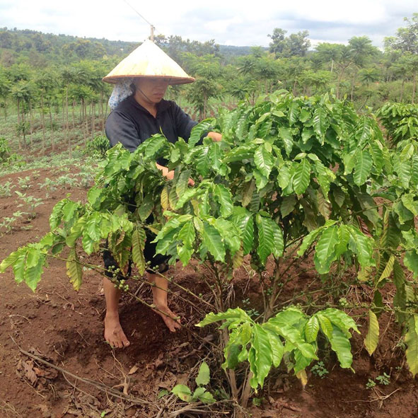 Cà phê của gia đình chị Hoàng Thị Dung (thôn 1A, xã Ea Siên)  vì thiếu nước nên hoa rụng, trái đậu thưa thớt.